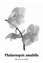 Phalaenopsis amabilis .jpg